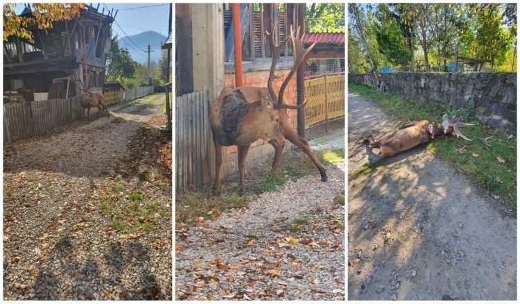 Un cerb a coborât din pădure ca să moară între case