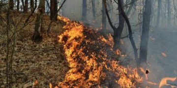 PREMIERĂ: Incendiu în Țara Lăpușului. Pădurea a luat foc