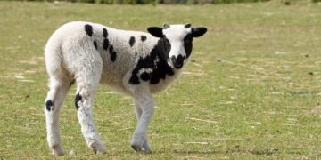 Incendiu puternic într-o hală din judeţul Bistriţa Năsăud: Peste 100 de miei au murit