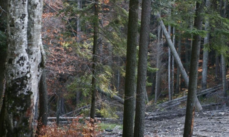 Pădurar în atenţia DNA după ce a încercat să mituiască un polițist