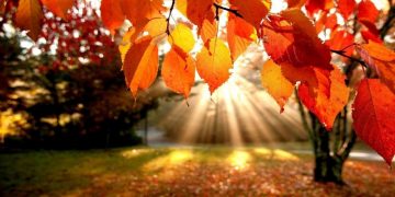 Prognoza meteo pe următoarele două săptămâni