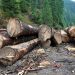 Presa germană scrie despre mafia lemnului: „Pădurarii trăiesc periculos în România”