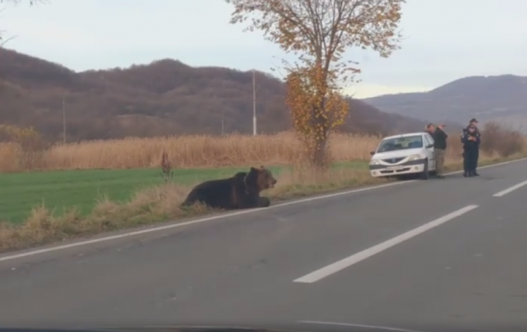 Ursul lovit de mașină în Harghita a fost eutanasiat, după ce a agonizat toată noaptea