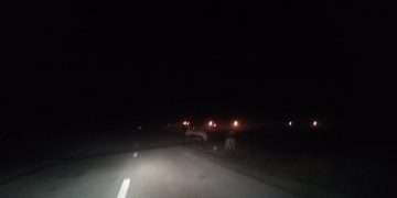 Pericol pe DN 18 B. Animale în mijlocul drumului