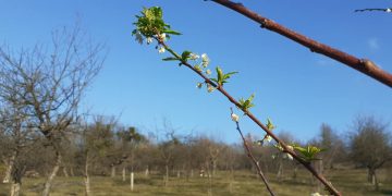 Fenomen extrem în Maramureș. Nu s-a mai văzut așa ceva!