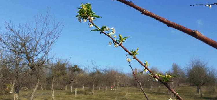 Fenomen extrem în Maramureș. Nu s-a mai văzut așa ceva!