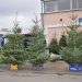 Temperaturile ridicate au amânat livrările de brazi naturali pentru Crăciun