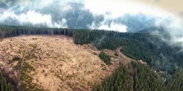 Garda Forestieră: Peste 30 de milioane de lei prejudiciu de pe urma defrișărilor dintr-un ocol privat