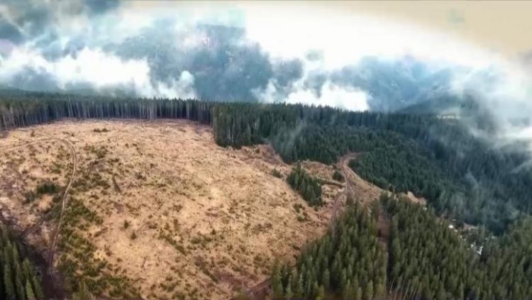 Garda Forestieră: Peste 30 de milioane de lei prejudiciu de pe urma defrișărilor dintr-un ocol privat