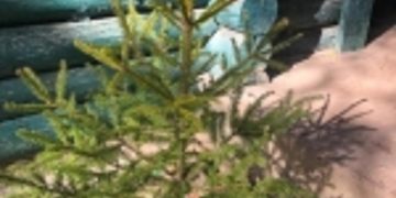 Romsilva lansează Campania „Un copil, un brăduţ”