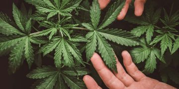 Legalizarea cannabisului în scop medicinal, adoptată tacit de Senat