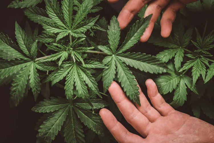 Legalizarea cannabisului în scop medicinal, adoptată tacit de Senat
