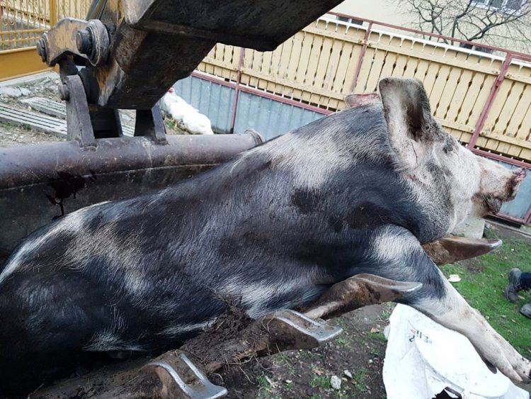 Pestă porcină confirmată la un porc domestic în localitatea Săbișa