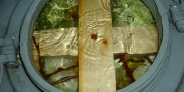 BENEFICIILE PENTRU SĂNĂTATE PE CARE LE ARE VARZA MURATĂ