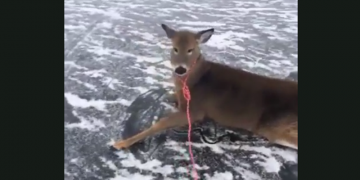 Un bărbat și-a riscat viața pentru a salva o familie de căprioare blocate pe un lac înghețat. VIDEO