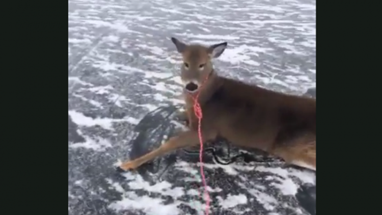Un bărbat și-a riscat viața pentru a salva o familie de căprioare blocate pe un lac înghețat. VIDEO