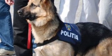 Teba a devenit un fenomen național: „Este cel mai bun câine de urmă al Poliţiei Române“
