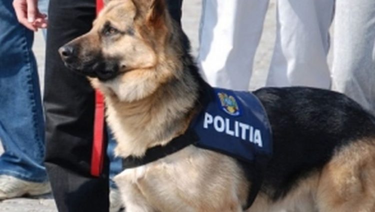 Teba a devenit un fenomen național: „Este cel mai bun câine de urmă al Poliţiei Române“