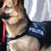 Teba a devenit un fenomen național: „Este cel mai bun câine de urmă al Poliţiei Române“