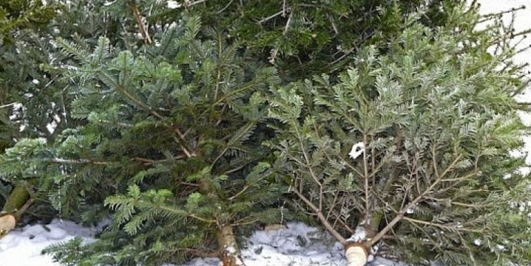 Un tânăr de 17 ani din Coroieni s-a ales cu dosar penal după ce a tăiat fără drept 10 brazi