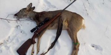 Parcul Național Munții Rodnei a devenit victima braconierilor și a tăierilor ilegale