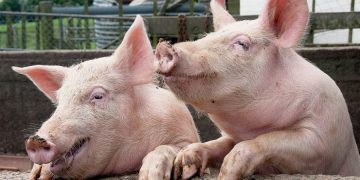 Prețul cărnii de porc va crește de acest Crăciun