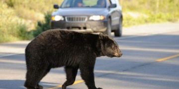 Un urs lovit de maşină, în Mureş, s-a ridicat şi a plecat după accident, însă a fost găsit mort