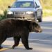 Un urs lovit de maşină, în Mureş, s-a ridicat şi a plecat după accident, însă a fost găsit mort