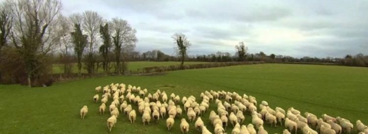 Un copil de 13 ani a fost vândut de bunica sa unui cioban pentru o capră și câțiva lei. Pentru a nu îngheţa, era îmbătat…