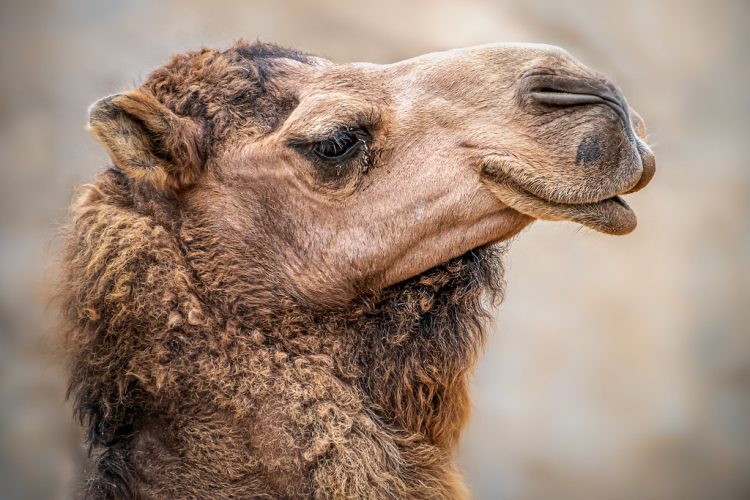 Doamnă mediocritate