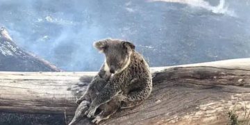Coadă la Otopeni. Sute de avioane pline cu români care pleacă să stingă incendiile din Australia!