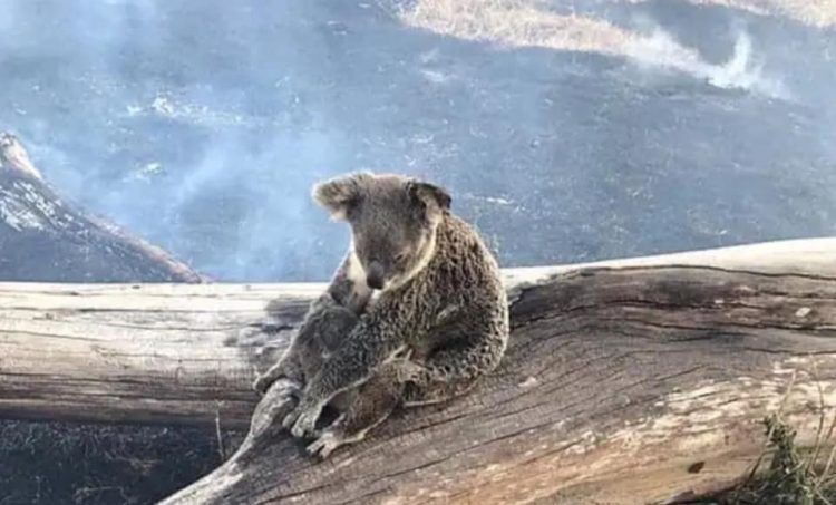 Coadă la Otopeni. Sute de avioane pline cu români care pleacă să stingă incendiile din Australia!