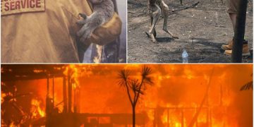 Jumătate de miliard de animale au murit în incendiile din Australia. Imagini cutremurătoare