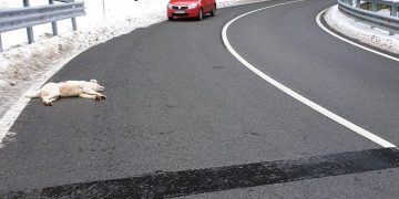 Cruzimea la ea acasă: Imagini cu un puternic impact emoțional la Borșa