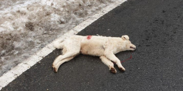 Cruzimea la ea acasă: Imagini cu un puternic impact emoțional la Borșa