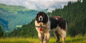Ciobănescul Românesc de Bucovina, în premieră la expoziţie ca rasă omologată