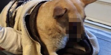 Copii, suspecţii principali în cazul câinelui căruia i-a explodat o petardă în gură