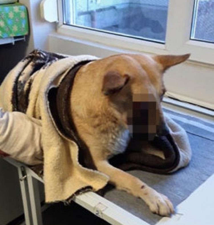 Copii, suspecţii principali în cazul câinelui căruia i-a explodat o petardă în gură