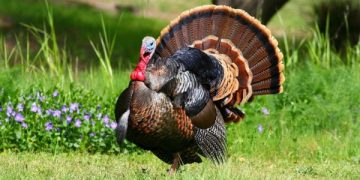 Unde a izbucnit gripa aviară la curcani