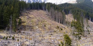 La Repubblica: „România, plămânul Europei și victima defrișărilor sălbatice”