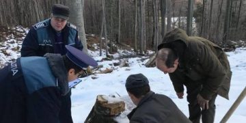 PĂDURARI DAȚI AFARĂ PENTRU CĂ AU SESIZAT FURTURILE DE LEMNE