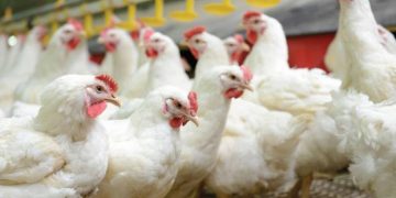 Alertă! Focar de gripă aviară într-o fermă din Maramureş