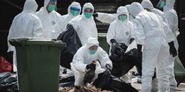 Focar de gripă aviară confirmat la o fermă din Seini. Aproximativ 18.600 de păsări sunt afectate