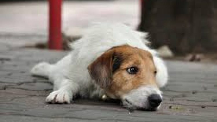 Și-a omorât câinele pentru că a făcut mizerie în casă