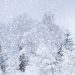 Temperaturi şi precipitaţii înregistrate de-a lungul anilor în luna ianuarie