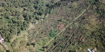 Primăria Baia Sprie în parteneriat cu Ocolul Silvic Baia Sprie plantează în acest an 11000 de puieți