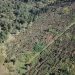 Primăria Baia Sprie în parteneriat cu Ocolul Silvic Baia Sprie plantează în acest an 11000 de puieți