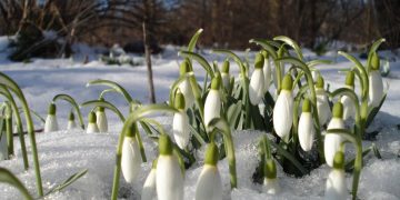 Vine, vine primăvara: Cum va fi vremea în Maramureș