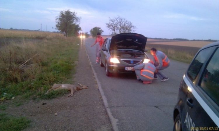 Atenție șoferi! Căprioare lovite de mașini. Cum pot fi despăgubiți șoferii