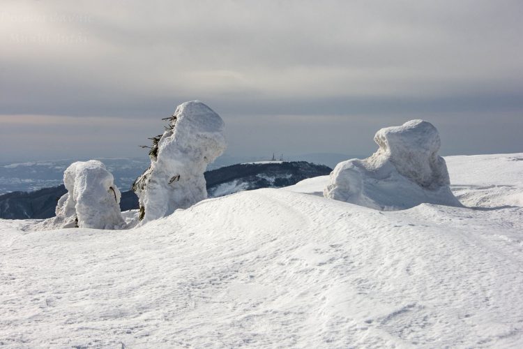 Drumeție de iarnă pe Munții Gutâi
